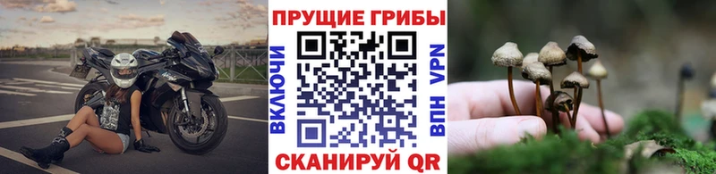 Купить  Карабаново  Псилоцибиновые грибы мицелий 